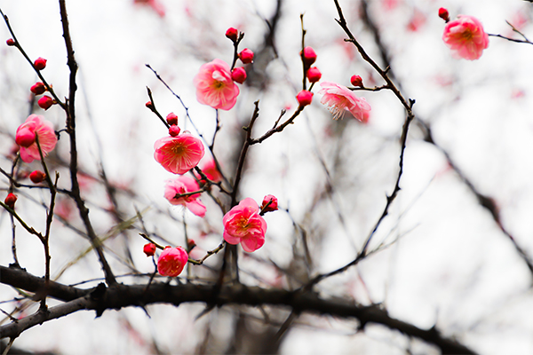 莲花山风景的介绍，梅花，一点浩然气千里快哉风