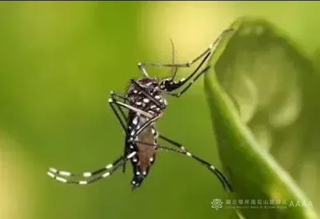 被蚊子咬了能迅速止痒的4个方法，希望大家都用不上！