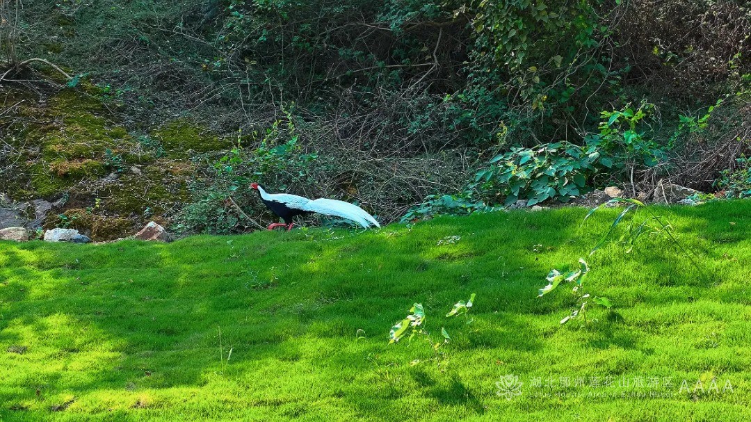 国家二级重点保护野生动物现身鄂州
