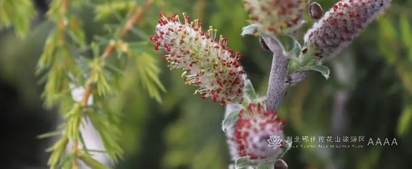 春季过敏，这些用药的坑千万别踩